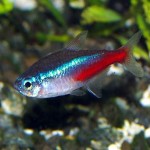 Neon Tetra Neon Tetra