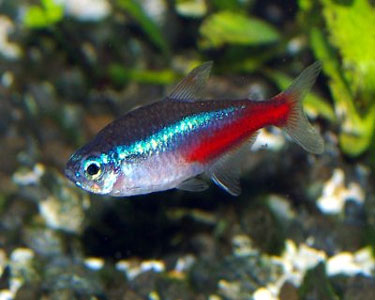 Nion Tetra